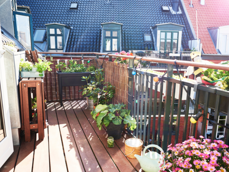 Beginner’s Guide to Growing Vegetables on Your Balcony this Summer 